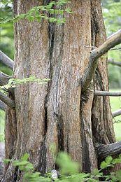 《塞尔达传说：王国之泪》评分今晚8点解禁